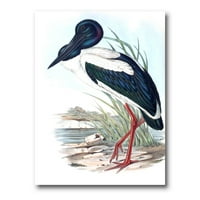 Австралиски гроздобер птици I сликање на платно уметнички принт
